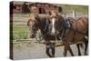 Canada, British Columbia, Cache Creek. Horses pulling stagecoach.-Jaynes Gallery-Stretched Canvas