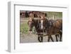 Canada, British Columbia, Cache Creek. Horses pulling stagecoach.-Jaynes Gallery-Framed Photographic Print