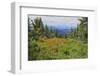 Canada, British Columbia. Composite of wildflowers atop Sun Peaks.-Jaynes Gallery-Framed Photographic Print