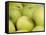 Canada, British Columbia, Cowichan Valley. Close-Up of Green Apples-Kevin Oke-Framed Stretched Canvas