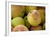 Canada, British Columbia, Cowichan Valley. Close-Up of Red and Green Apples-Kevin Oke-Framed Photographic Print