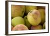 Canada, British Columbia, Cowichan Valley. Close-Up of Red and Green Apples-Kevin Oke-Framed Photographic Print