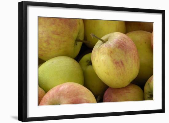 Canada, British Columbia, Cowichan Valley. Close-Up of Red and Green Apples-Kevin Oke-Framed Photographic Print