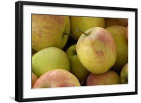 Canada, British Columbia, Cowichan Valley. Close-Up of Red and Green Apples-Kevin Oke-Framed Photographic Print