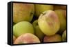 Canada, British Columbia, Cowichan Valley. Close-Up of Red and Green Apples-Kevin Oke-Framed Stretched Canvas