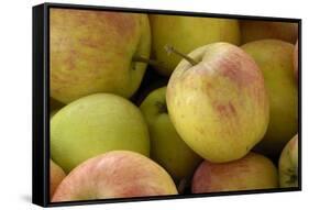 Canada, British Columbia, Cowichan Valley. Close-Up of Red and Green Apples-Kevin Oke-Framed Stretched Canvas