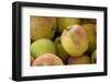 Canada, British Columbia, Cowichan Valley. Close-Up of Red and Green Apples-Kevin Oke-Framed Photographic Print