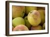 Canada, British Columbia, Cowichan Valley. Close-Up of Red and Green Apples-Kevin Oke-Framed Photographic Print