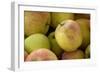 Canada, British Columbia, Cowichan Valley. Close-Up of Red and Green Apples-Kevin Oke-Framed Photographic Print