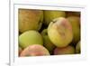 Canada, British Columbia, Cowichan Valley. Close-Up of Red and Green Apples-Kevin Oke-Framed Photographic Print