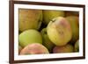 Canada, British Columbia, Cowichan Valley. Close-Up of Red and Green Apples-Kevin Oke-Framed Photographic Print