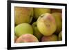 Canada, British Columbia, Cowichan Valley. Close-Up of Red and Green Apples-Kevin Oke-Framed Photographic Print