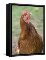 Canada, British Columbia, Cowichan Valley. Close-Up Photo of a Hen-Kevin Oke-Framed Stretched Canvas