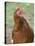 Canada, British Columbia, Cowichan Valley. Close-Up Photo of a Hen-Kevin Oke-Stretched Canvas