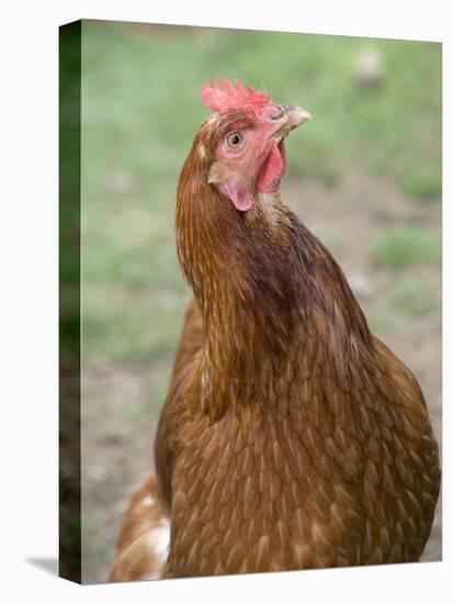 Canada, British Columbia, Cowichan Valley. Close-Up Photo of a Hen-Kevin Oke-Stretched Canvas