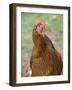 Canada, British Columbia, Cowichan Valley. Close-Up Photo of a Hen-Kevin Oke-Framed Photographic Print