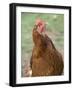 Canada, British Columbia, Cowichan Valley. Close-Up Photo of a Hen-Kevin Oke-Framed Photographic Print