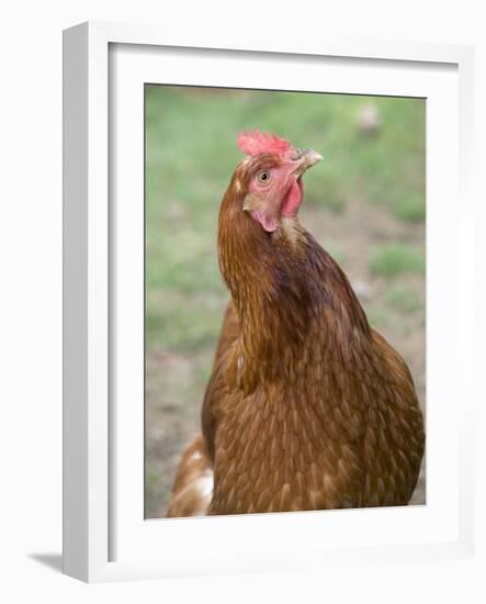 Canada, British Columbia, Cowichan Valley. Close-Up Photo of a Hen-Kevin Oke-Framed Photographic Print