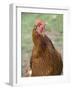 Canada, British Columbia, Cowichan Valley. Close-Up Photo of a Hen-Kevin Oke-Framed Photographic Print