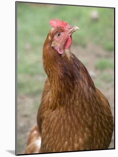 Canada, British Columbia, Cowichan Valley. Close-Up Photo of a Hen-Kevin Oke-Mounted Photographic Print