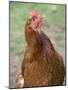 Canada, British Columbia, Cowichan Valley. Close-Up Photo of a Hen-Kevin Oke-Mounted Photographic Print
