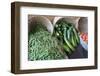 Canada, British Columbia, Cowichan Valley. Green Beans and Zucchini in Wicker Baskets-Kevin Oke-Framed Photographic Print