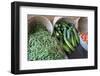 Canada, British Columbia, Cowichan Valley. Green Beans and Zucchini in Wicker Baskets-Kevin Oke-Framed Photographic Print