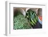 Canada, British Columbia, Cowichan Valley. Green Beans and Zucchini in Wicker Baskets-Kevin Oke-Framed Photographic Print