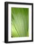 Canada, British Columbia, Cowichan Valley. Honeymoon Bay Wildflower Reserve. Close-Up of Green Leaf-Kevin Oke-Framed Photographic Print