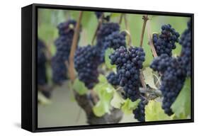 Canada, British Columbia, Cowichan Valley. Purple Grapes Hanging on a Vine at a Vineyard-Kevin Oke-Framed Stretched Canvas