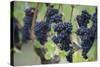 Canada, British Columbia, Cowichan Valley. Purple Grapes Hanging on a Vine at a Vineyard-Kevin Oke-Stretched Canvas
