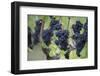 Canada, British Columbia, Cowichan Valley. Purple Grapes Hanging on a Vine at a Vineyard-Kevin Oke-Framed Photographic Print