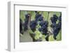 Canada, British Columbia, Cowichan Valley. Purple Grapes Hanging on a Vine at a Vineyard-Kevin Oke-Framed Photographic Print