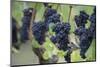 Canada, British Columbia, Cowichan Valley. Purple Grapes Hanging on a Vine at a Vineyard-Kevin Oke-Mounted Photographic Print