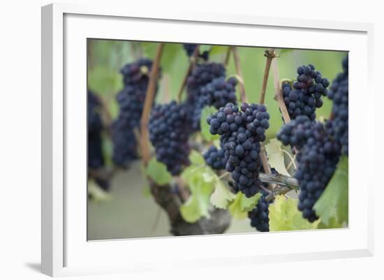 Canada, British Columbia, Cowichan Valley. Purple Grapes Hanging on a Vine at a Vineyard-Kevin Oke-Framed Photographic Print