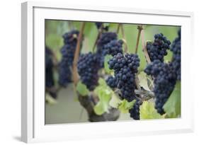 Canada, British Columbia, Cowichan Valley. Purple Grapes Hanging on a Vine at a Vineyard-Kevin Oke-Framed Photographic Print