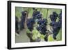 Canada, British Columbia, Cowichan Valley. Purple Grapes Hanging on a Vine at a Vineyard-Kevin Oke-Framed Photographic Print