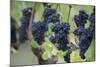 Canada, British Columbia, Cowichan Valley. Purple Grapes Hanging on a Vine at a Vineyard-Kevin Oke-Mounted Photographic Print