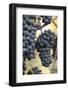 Canada, British Columbia, Cowichan Valley. Purple Wine Grapes Hanging from the Vive-Kevin Oke-Framed Photographic Print