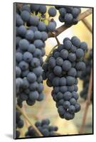 Canada, British Columbia, Cowichan Valley. Purple Wine Grapes Hanging from the Vive-Kevin Oke-Mounted Photographic Print