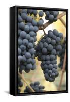 Canada, British Columbia, Cowichan Valley. Purple Wine Grapes Hanging from the Vive-Kevin Oke-Framed Stretched Canvas
