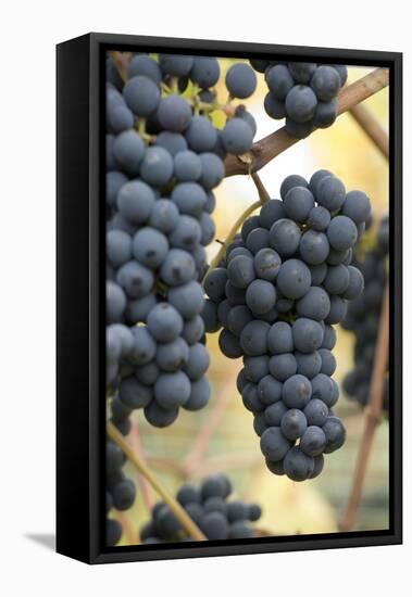 Canada, British Columbia, Cowichan Valley. Purple Wine Grapes Hanging from the Vive-Kevin Oke-Framed Stretched Canvas