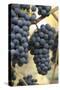 Canada, British Columbia, Cowichan Valley. Purple Wine Grapes Hanging from the Vive-Kevin Oke-Stretched Canvas