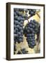 Canada, British Columbia, Cowichan Valley. Purple Wine Grapes Hanging from the Vive-Kevin Oke-Framed Photographic Print