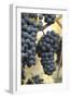 Canada, British Columbia, Cowichan Valley. Purple Wine Grapes Hanging from the Vive-Kevin Oke-Framed Photographic Print