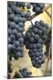 Canada, British Columbia, Cowichan Valley. Purple Wine Grapes Hanging from the Vive-Kevin Oke-Mounted Photographic Print