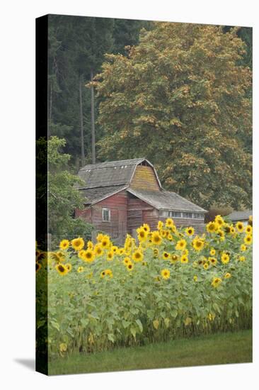 Canada, British Columbia, Cowichan Valley. Row of Sunflowers and Old Red Barn-Kevin Oke-Stretched Canvas