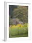 Canada, British Columbia, Cowichan Valley. Row of Sunflowers and Old Red Barn-Kevin Oke-Framed Photographic Print