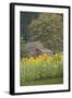 Canada, British Columbia, Cowichan Valley. Row of Sunflowers and Old Red Barn-Kevin Oke-Framed Photographic Print