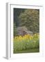 Canada, British Columbia, Cowichan Valley. Row of Sunflowers and Old Red Barn-Kevin Oke-Framed Photographic Print